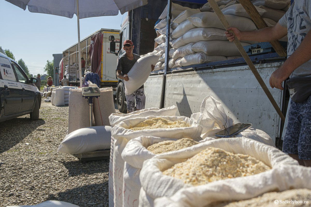 Gabonafélékből bőven van a piacon. Már csak vásárlók kellenek &bullet;  Fotó: Veres Nándor