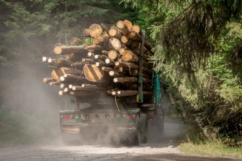 Erdészeti bűncselekmény gyanújával nyomoznak