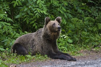 Anyamedve tanyázik Csíksomlyón