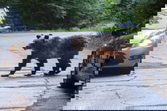 Medvegondok: mindössze egy székelyföldi helyszín szerepel az EP bizottságának romániai programjában