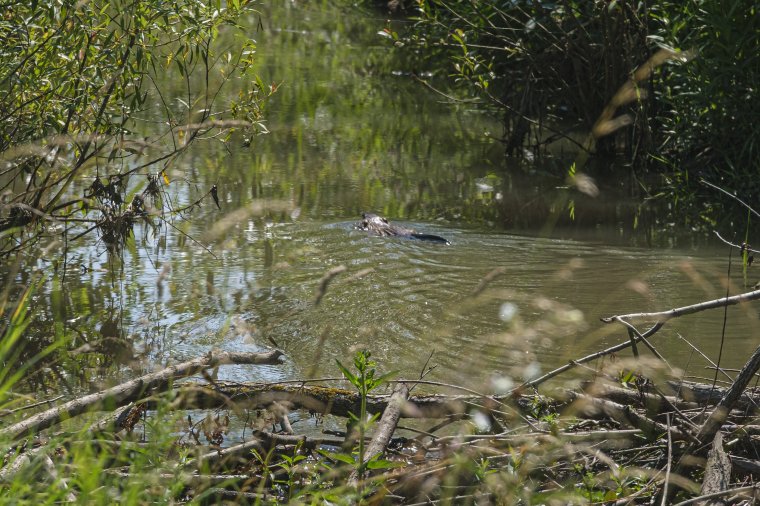 Árvízvédelmi létesítményeket is veszélyeztetnek a hódok, de a cukorrépára is rákaptak