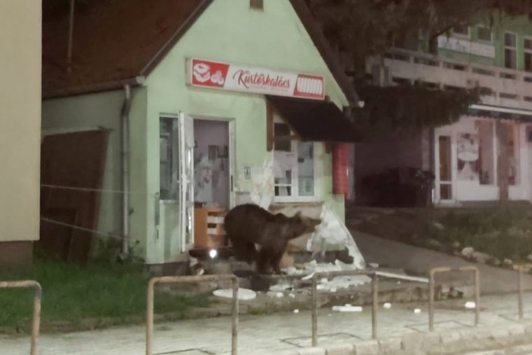 Panzióba és üzletbe törtek be a medvék Tusnádfürdőn