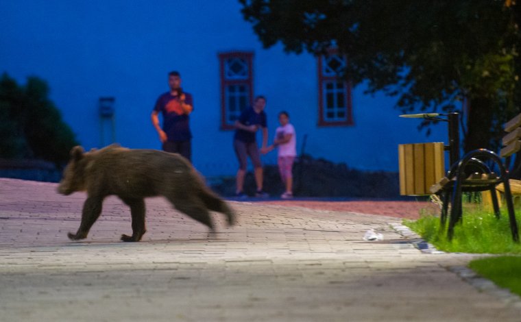 Néhány órán belül ötször riasztották a csendőröket Tusnádfürdőn a medvék jelenléte miatt