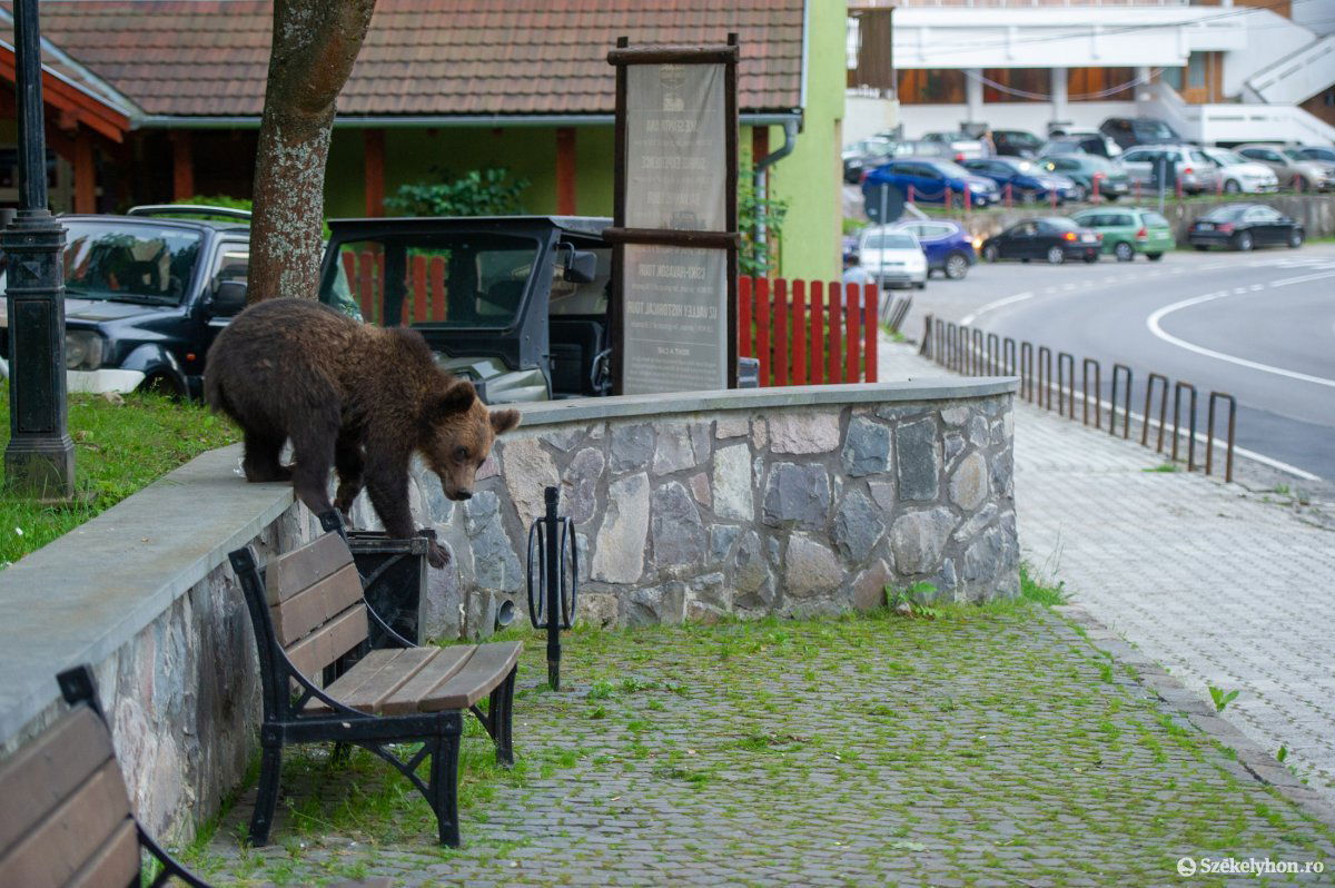 Fontos lépés. A súlyos medveproblémával küszködő Tusnádfürdőn már szerződést kötöttek állatorvossal, vadásztársaságokkal •  Fotó: Beliczay László