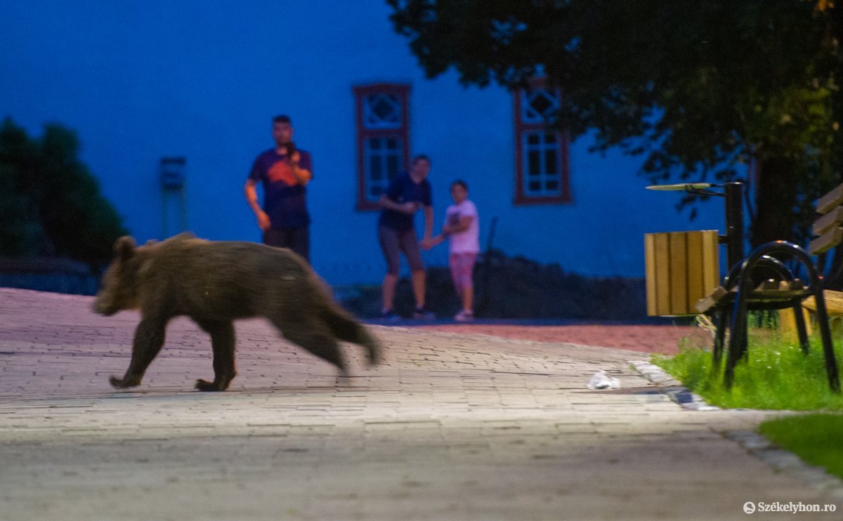 Rendszeresen megjelennek a medvék Tusnádfürdőn (archív felvétel) •  Fotó: Beliczay László