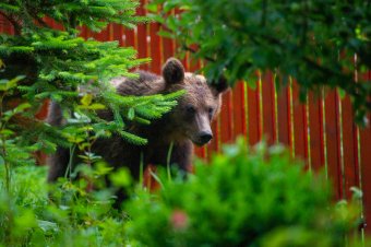 Zsögödben kezdődött, a csíkszeredai kórház közelében folytatódott a medvejárás