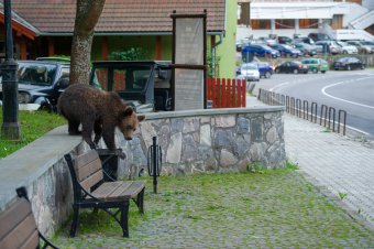 A településekre bejáró medvék azonnali kilövését lehetővé tevő jogszabályt fogadott el a kormány