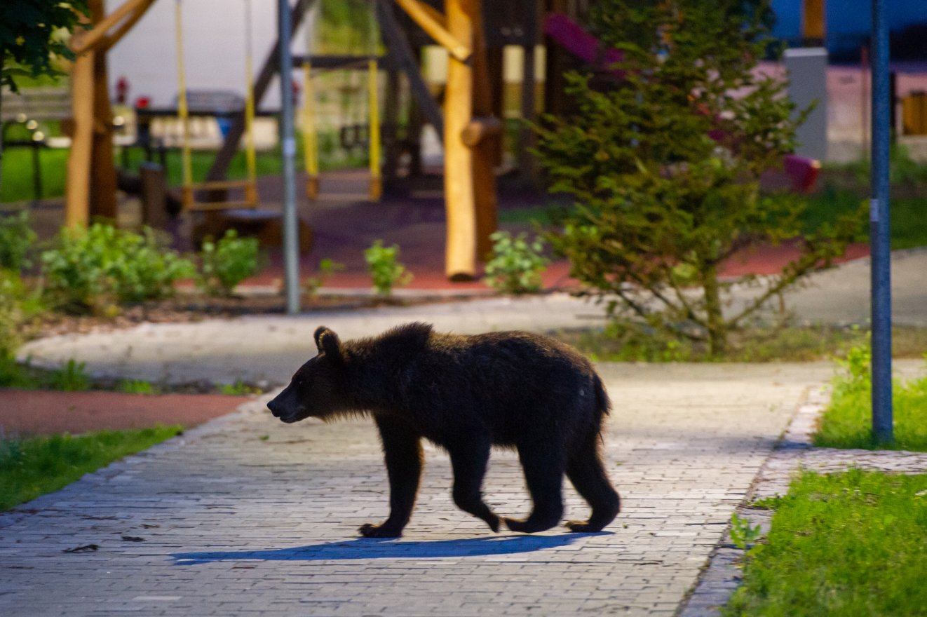 Szombatfalván láttak medvét szombatra virradóra