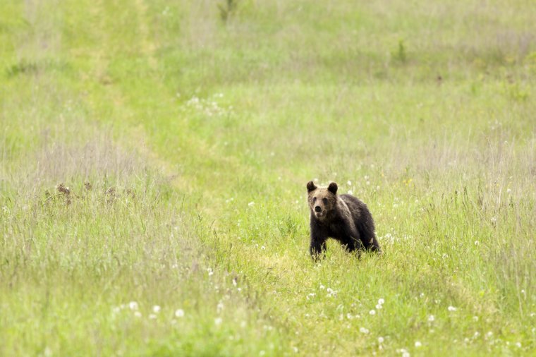 Állatokra vigyázott a mezőn, rátámadt a medve
