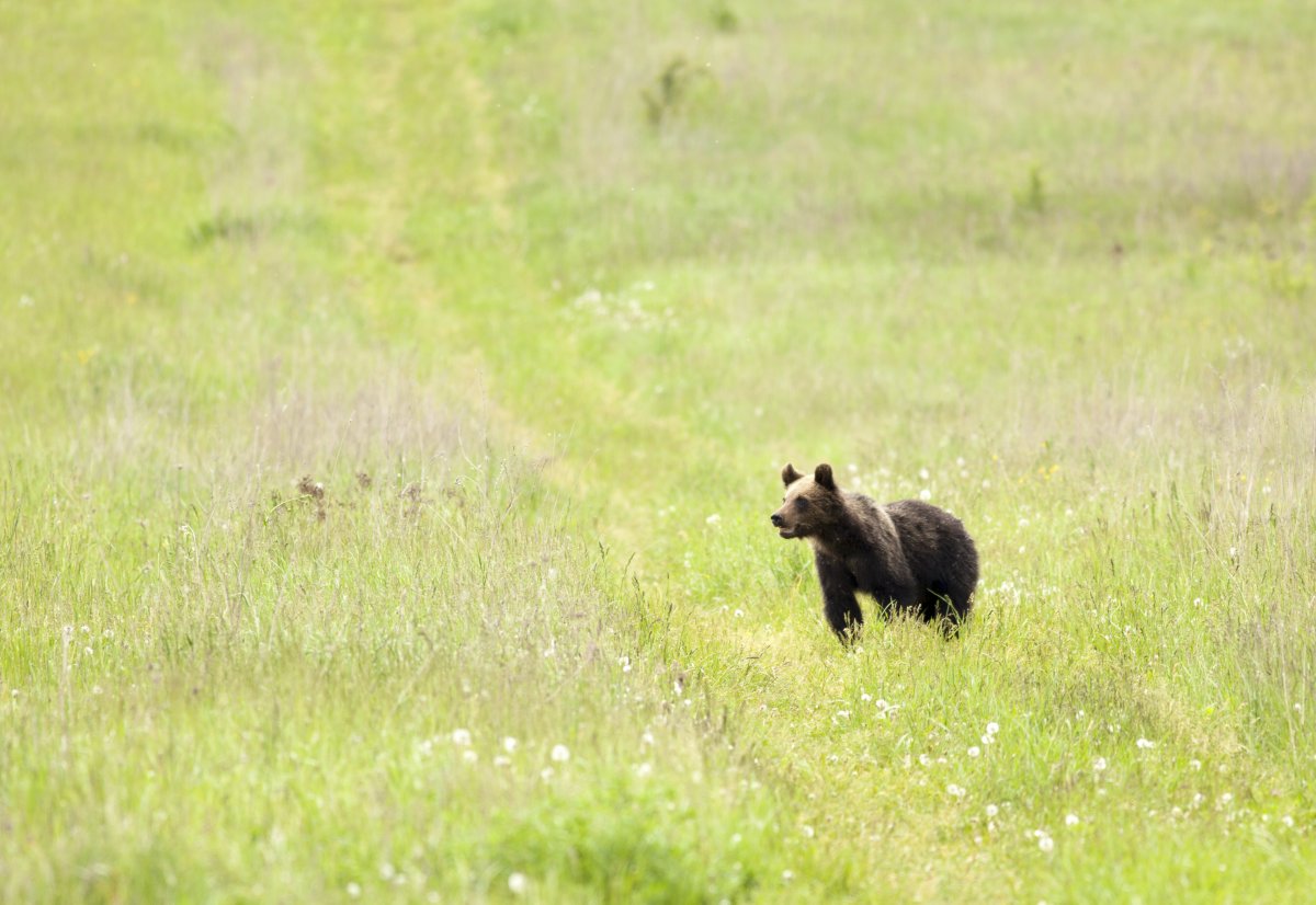 &bullet;  Fotó: Csiszér Attila