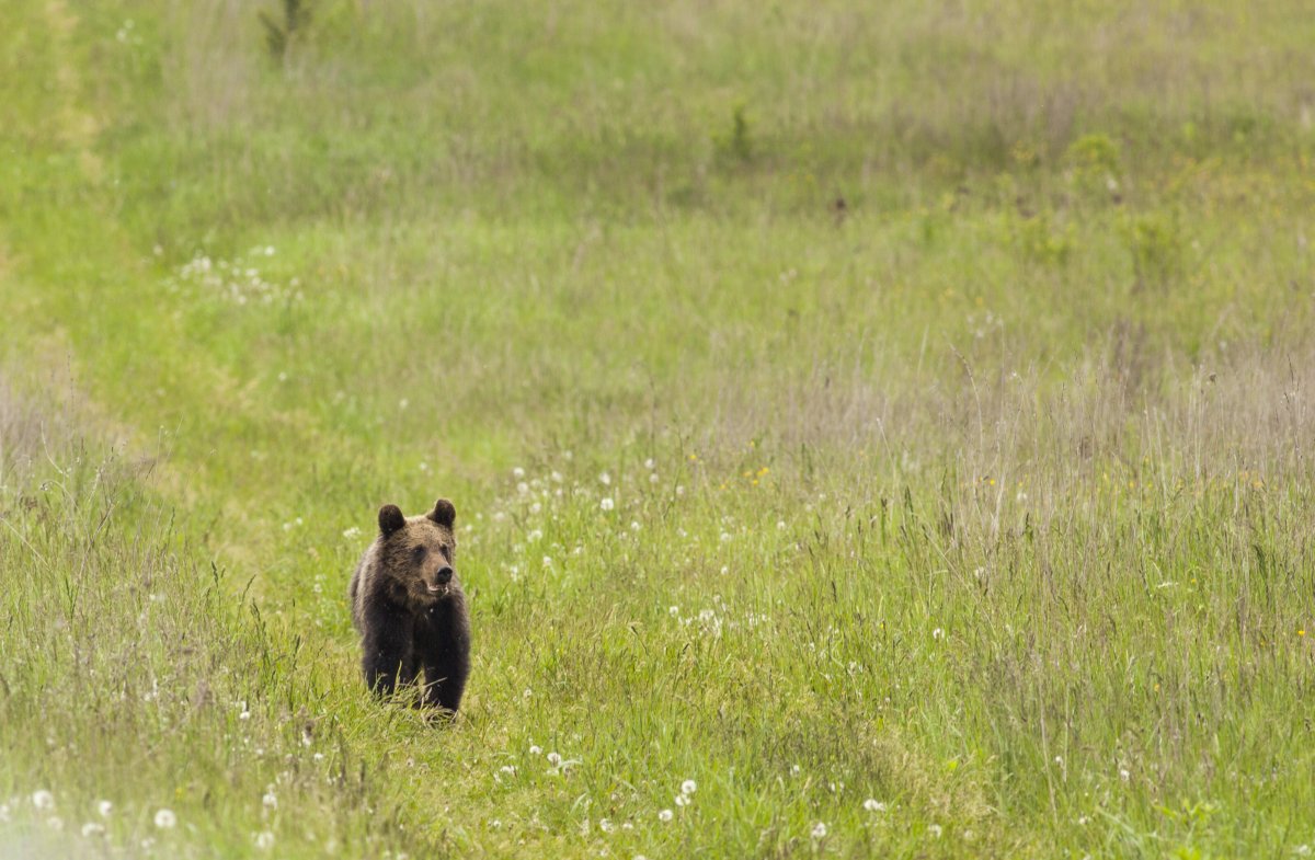 &bullet;  Fotó: Csiszér Attila