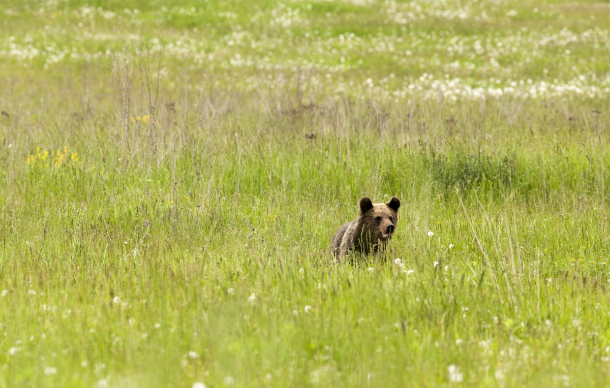 &bullet;  Fotó: Csiszér Attila