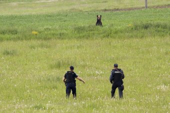 Nyolc településen láttak medvét a múlt héten