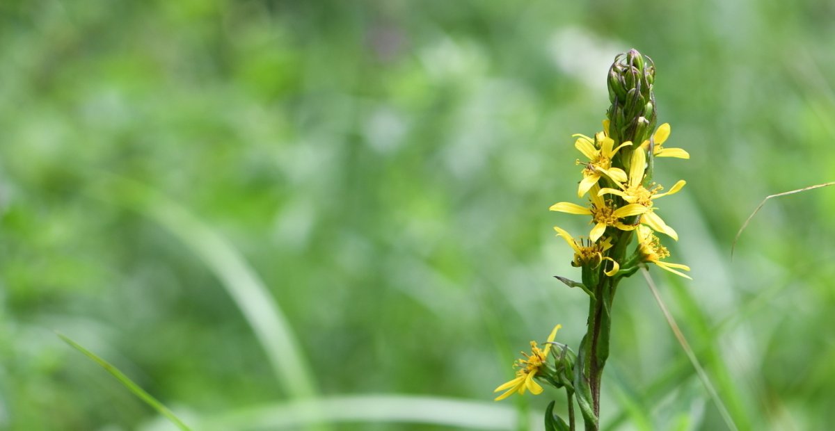 Szibériai hamuvirág. A Csíki-havasok Natura 2000 terület mocsaraiban, vizes élőhelyein figyelhetjük meg •  Fotó: Pogány-havas Kistérségi Társulás