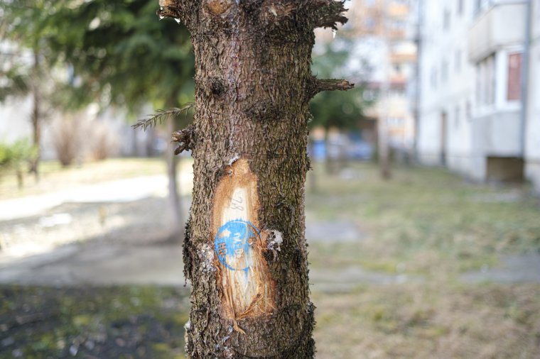 Megosztja a lakókat a felújítás érdekében tervezett fakivágás