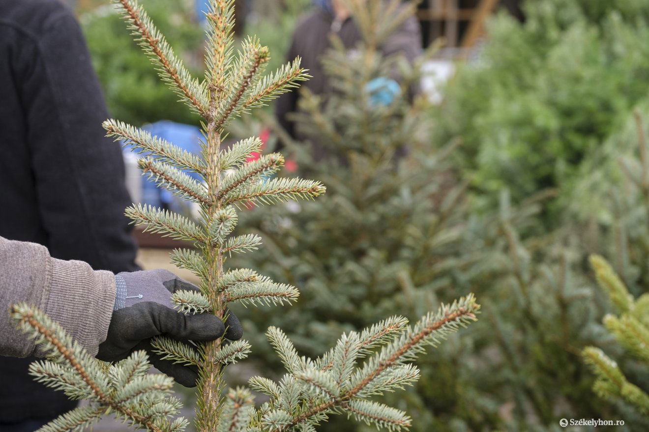 Képünk illusztráció •  Fotó: Veres Nándor