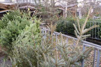 Karácsonyra készül az erdészet