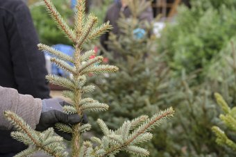 Karácsony angyala az erdőket is őrizheti