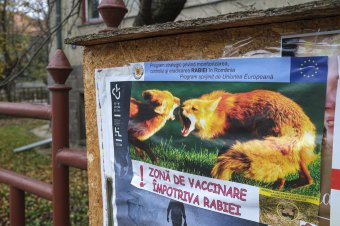 Szórják a rókacsalikat, újabb veszettséggyanú és plakáttépések