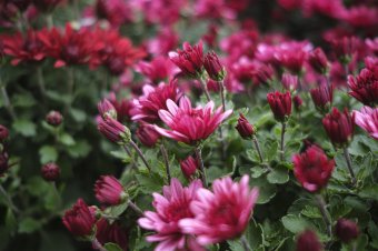 Virágkocsik vonulnak fel Marosvásárhelyen