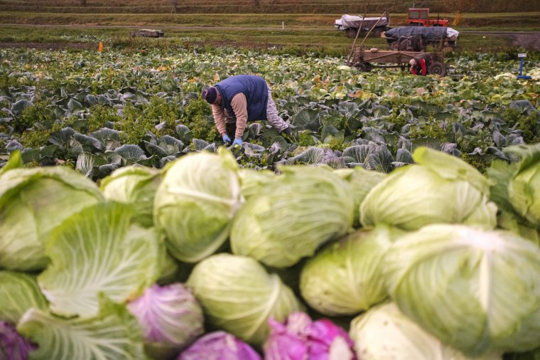 „Mindenki korsóba akarja eltenni a káposztát”
