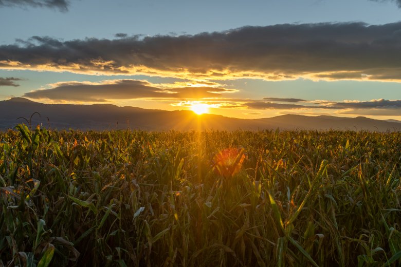 A kukorica domináns lett Háromszéken: már nagyobb területen termesztik, mint a burgonyát