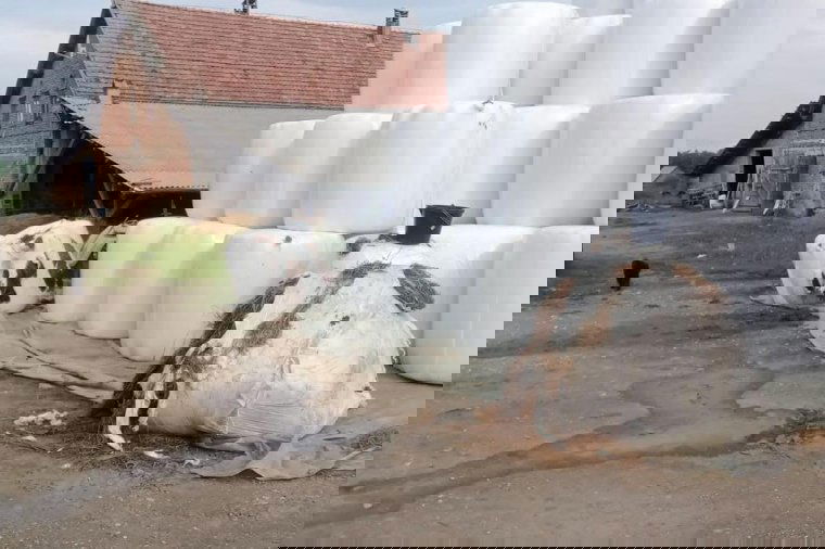 Jelentős anyagi kárt okozott egy medve Csíkcsomortánban