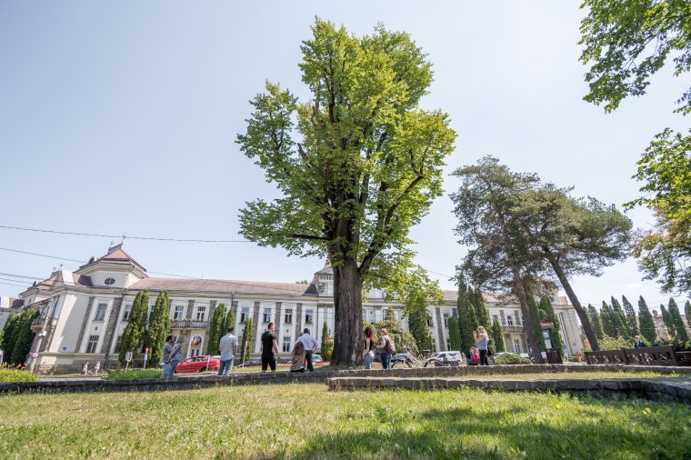 Felmérik a csíkszeredai fák állapotát, lesznek, amiket ki kell majd vágni