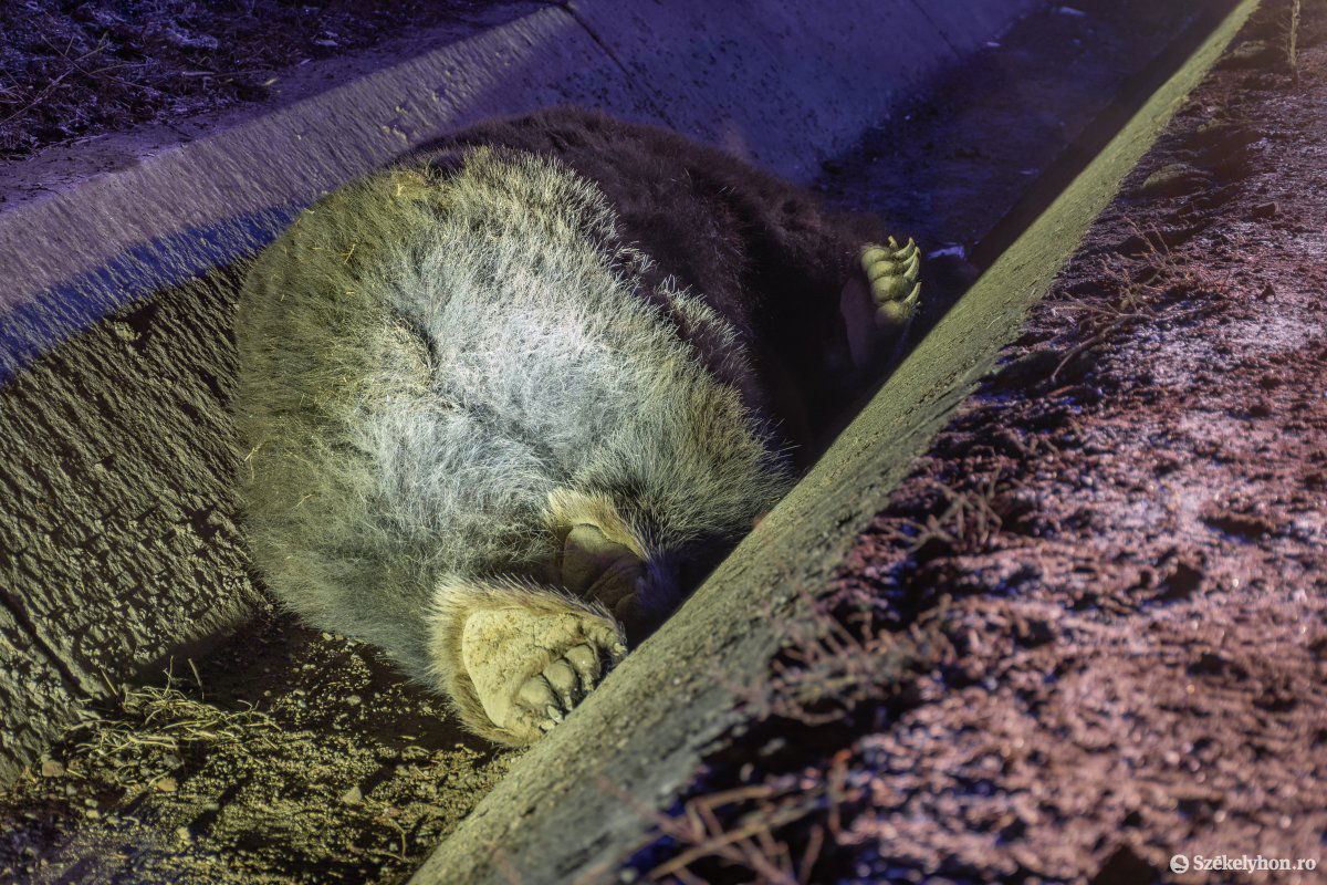 Nem ritka, hogy elpusztulnak a balesetet okozó nagyvadak. Képünk illusztráció •  Fotó: Pinti Attila