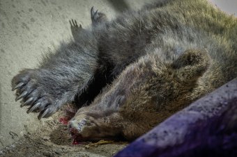 Kiszállt az elütött medvéhez, az állat azonnal rátámadt