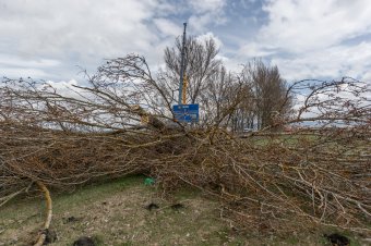 Útmenti fákat vágnak ki Csíkszereda és a hargitafürdői eltérő között