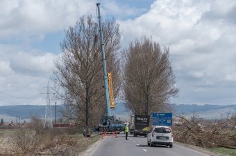 Fákat vágnak ki a Rét utcában, időszakos útlezárások lehetnek