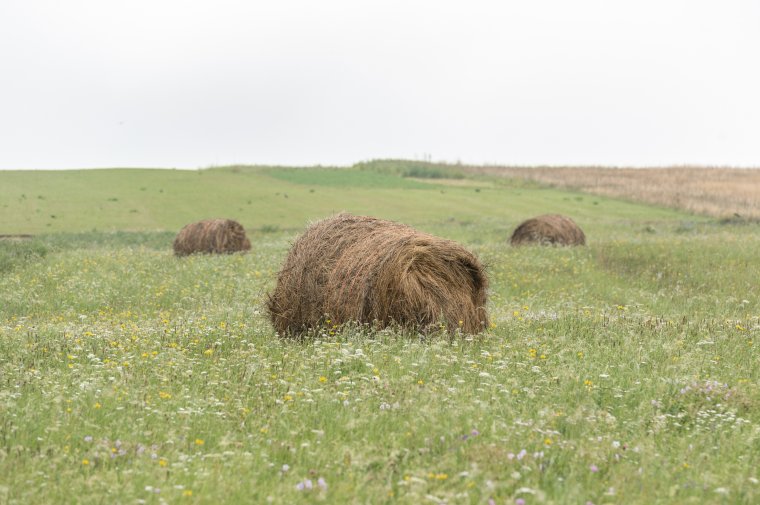 Bőséges lett a szénatermés, így azonban alacsonyabb lehet a bálák ára