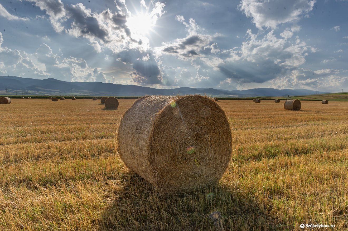 Olyan sokba kerül a vegyszer, hogy a gazdák nem költenek fölös mennyiségű gombaölőkre &bullet;  Fotó: Pinti Attila