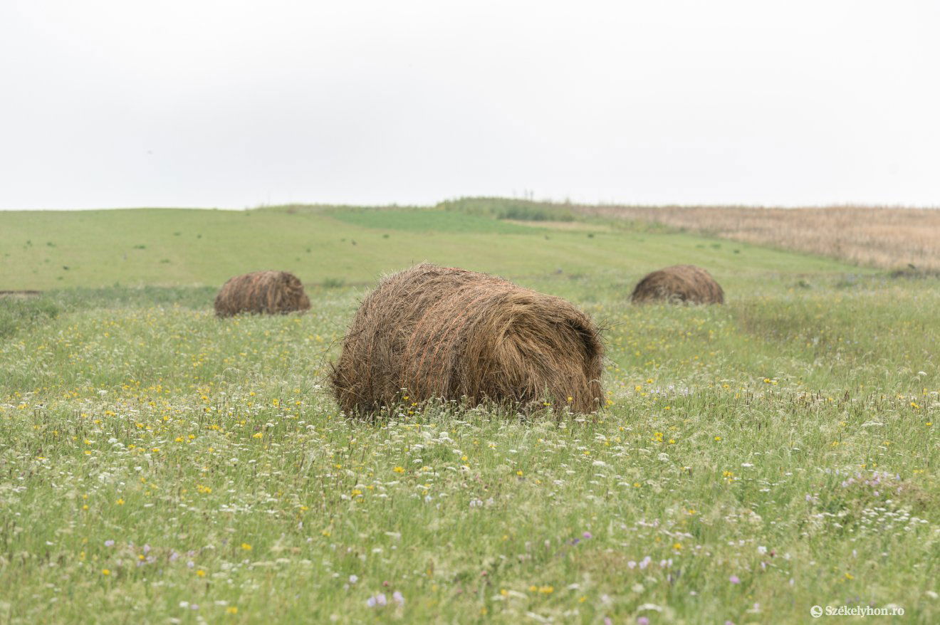 Kézi erő helyett már gépekkel dolgoznak. Ma már elvétve sem nagyon látni szénaboglyákat, kocka- és körbálák vették át a helyüket •  Fotó: Pinti Attila
