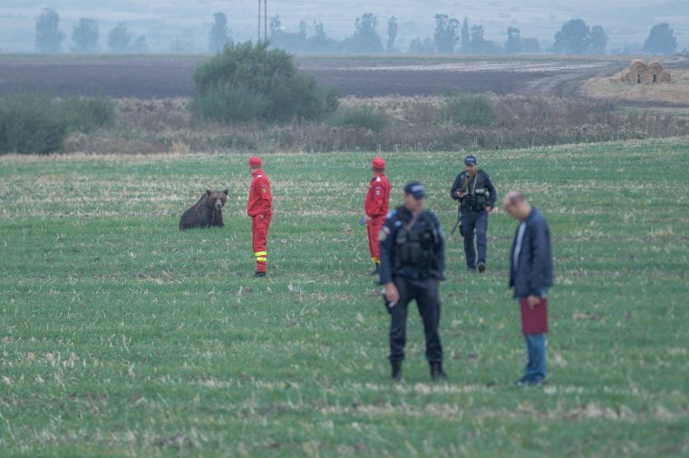 Huszonkétszer riasztották medve miatt a hatóságiakat egy hét alatt