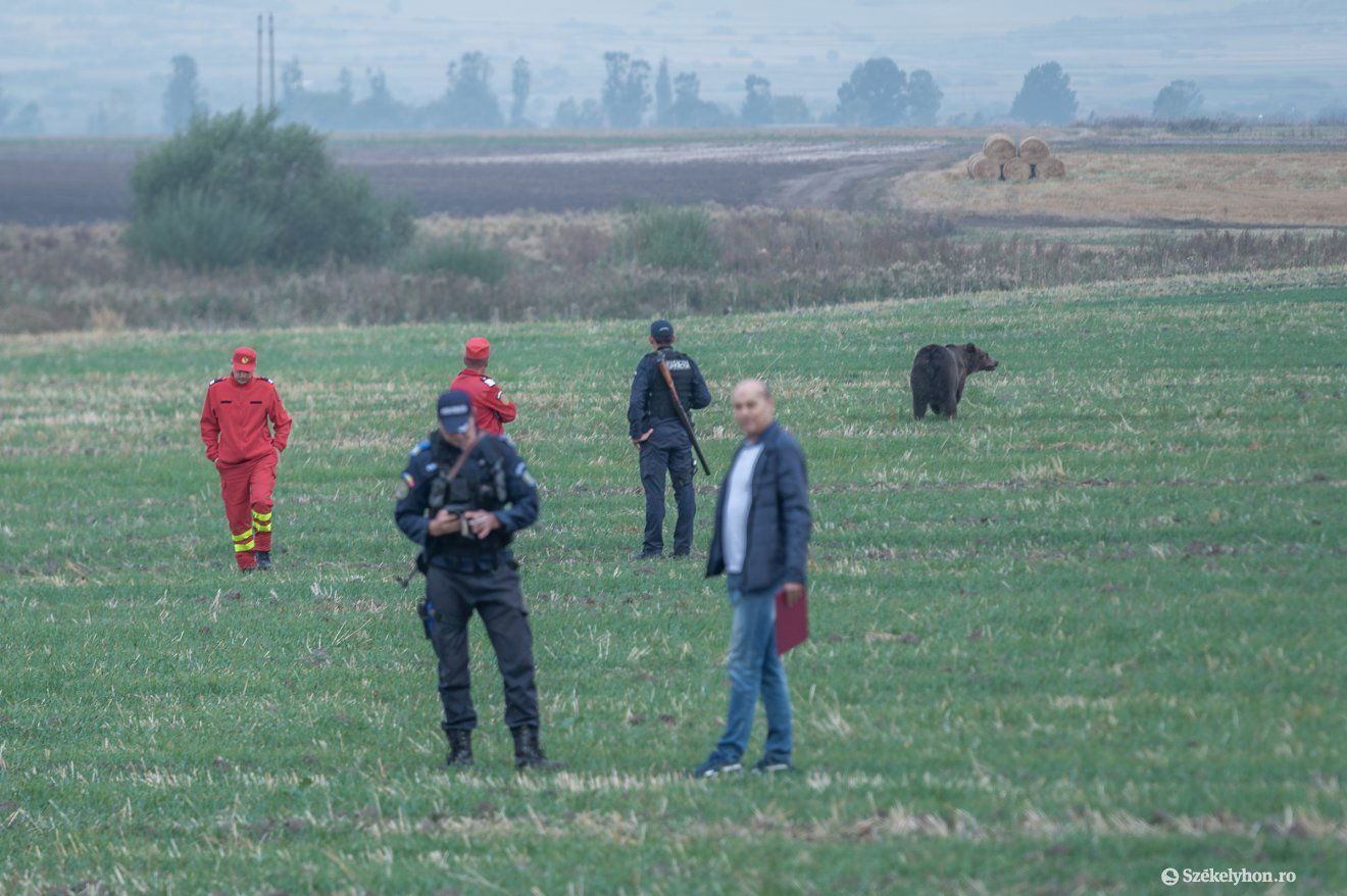 A mezőig jutott az elgázolt medve •  Fotó: Pinti Attila