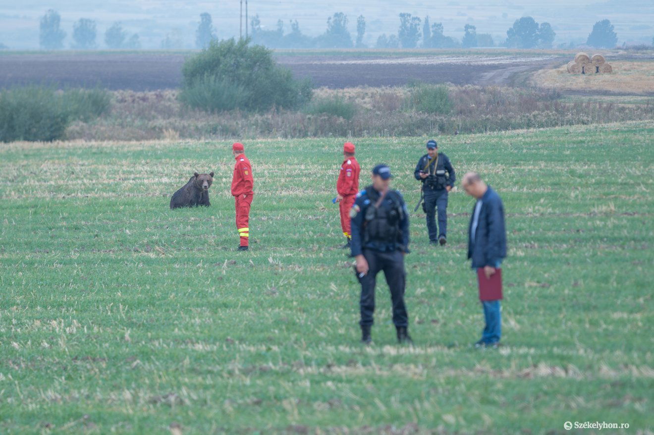 Éjszaka, hajnalban, nappal – folyamatos a szolgálati idő a bizottsági tagnak az elütött, sebesült, vagy éppen a településekre visszatérő medvék miatt •  Fotó: Pinti Attila