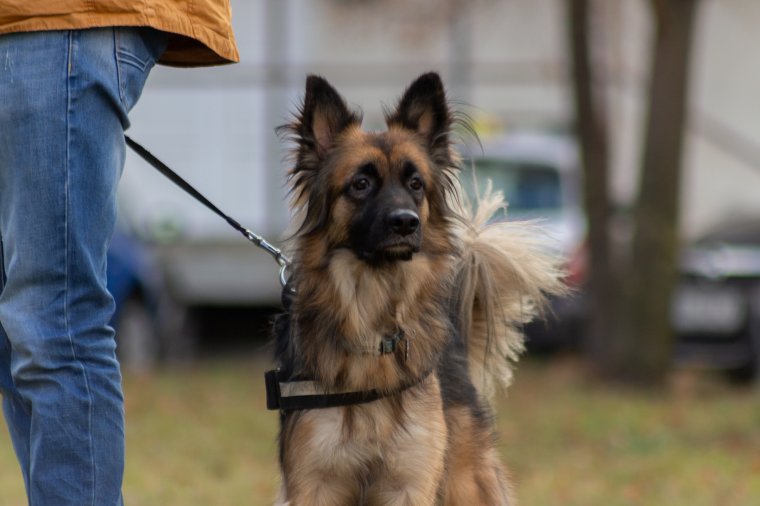 Minden, amit a kutyákkal való bánásmódról tudni érdemes