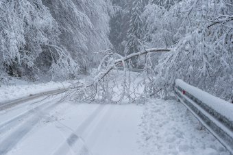 Kidőlt fa miatt állt a forgalom Hargitafürdő felé