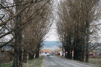 Kivágják a Rét utcai nyárfákat Csíkszeredában