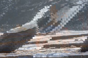 Köztéri jégszobrokkal dobták fel a hangulatot Csíkszeredában