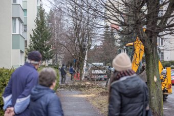 Megmenekült a kivágástól a sétány legszebb fája