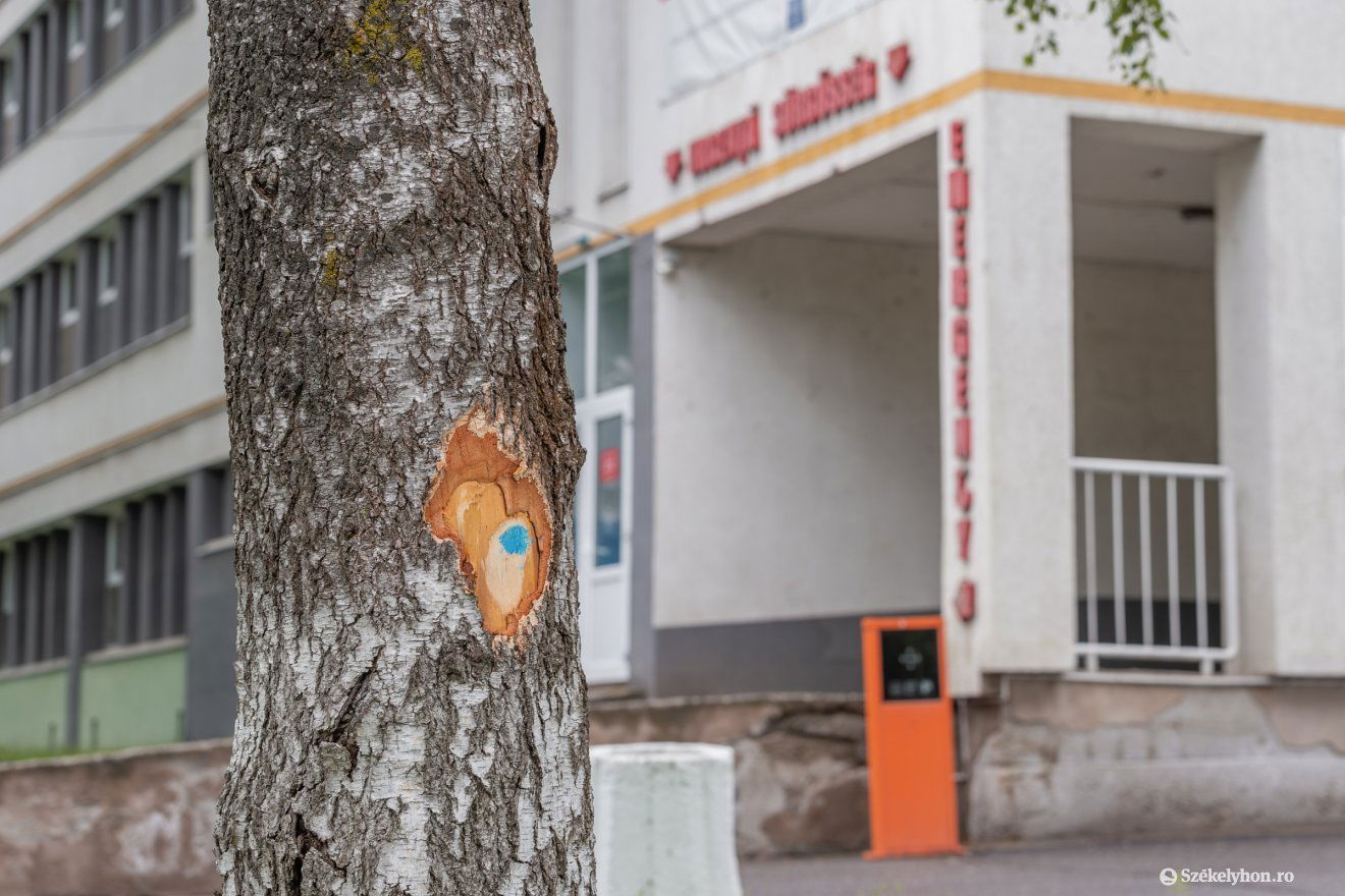 Fák kivágásával kezdődik az építőtelep kialakítása a kórháznál •  Fotó: Pinti Attila