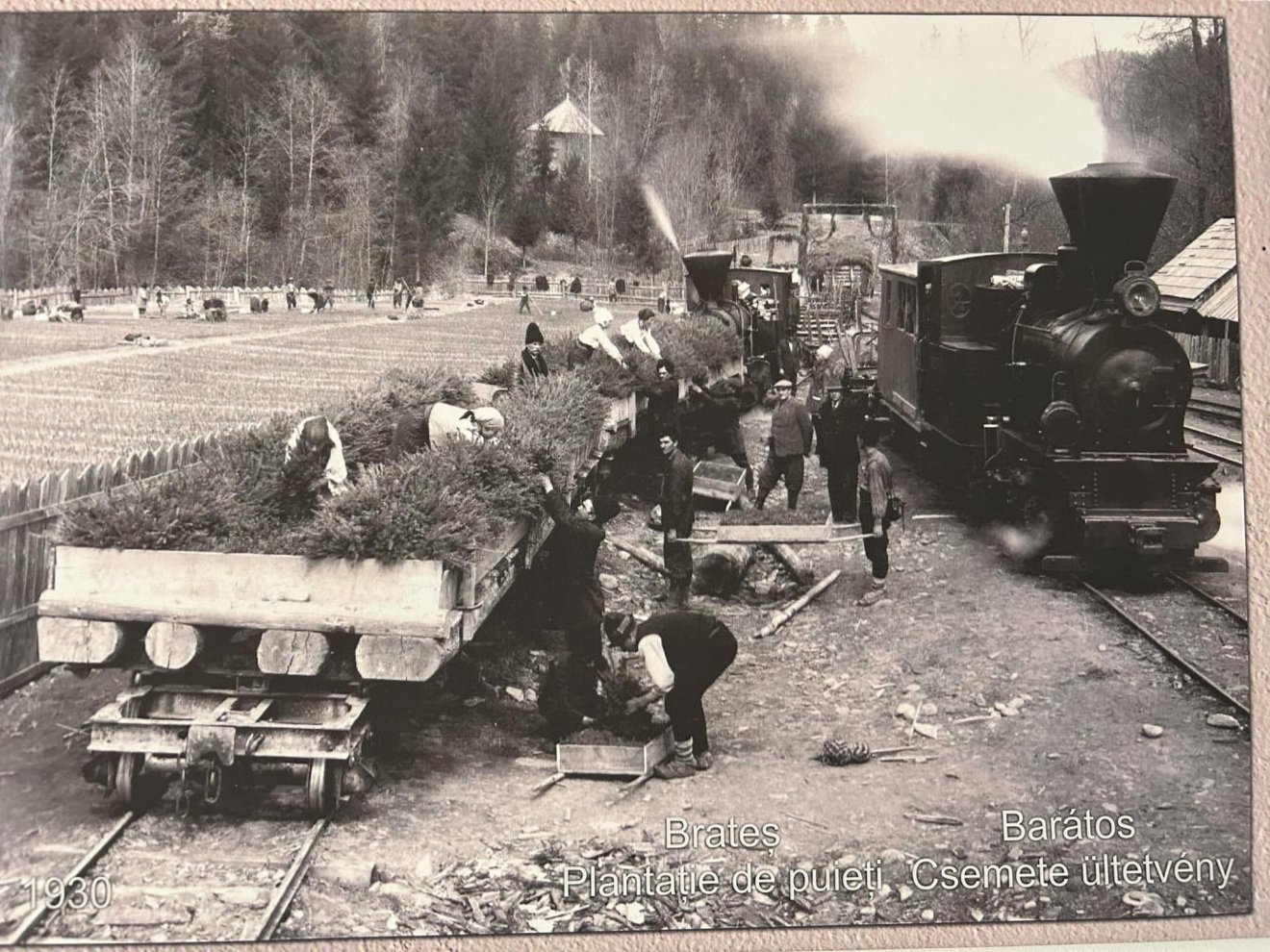 Csemeteültetvény Barátosban. A felvétel az 1930-as években készült •  Fotó: Salamon József