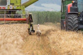 A hőhullámok ellenére jó mezőgazdasági év az idei Hargita megyében