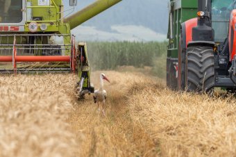Az elmúlt 28 év legnagyobb búzatermését prognosztizálják idénre Romániában