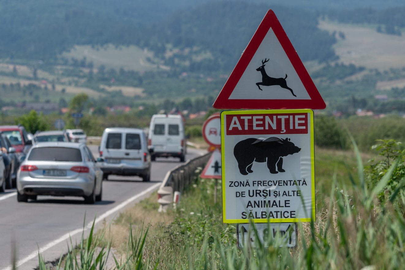 Többször is medve miatt adtak riasztást Korondon