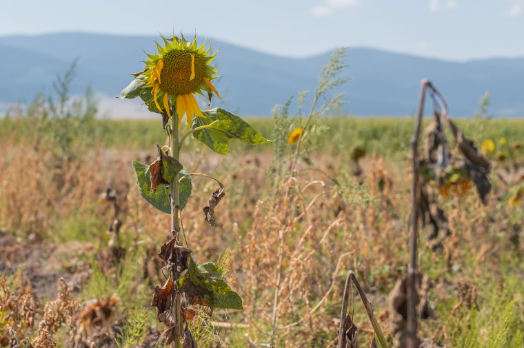 Olcsó kampányfogás az aszály sújtotta gazdák tartozásának átütemezése
