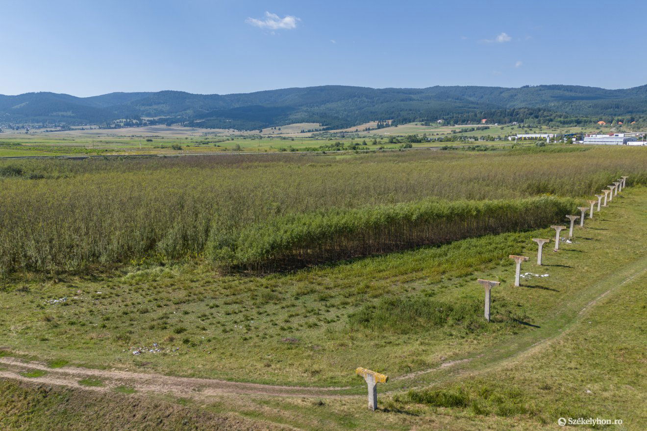 Energiafűz-ültetvény Csíkszereda határában. Van rá kereslet •  Fotó: Pinti Attila